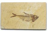 Detailed Fossil Fish (Diplomystus) - Wyoming #355602-1